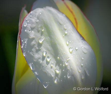 Wet Tulip_53506.jpg - Photographed near Ottawa, Ontario - the Capital of Canada.